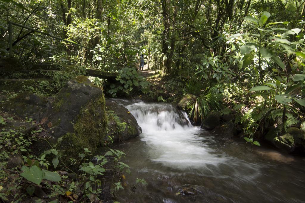 Bosque De Paz Reserva Biologica Торо-Амарильо Экстерьер фото