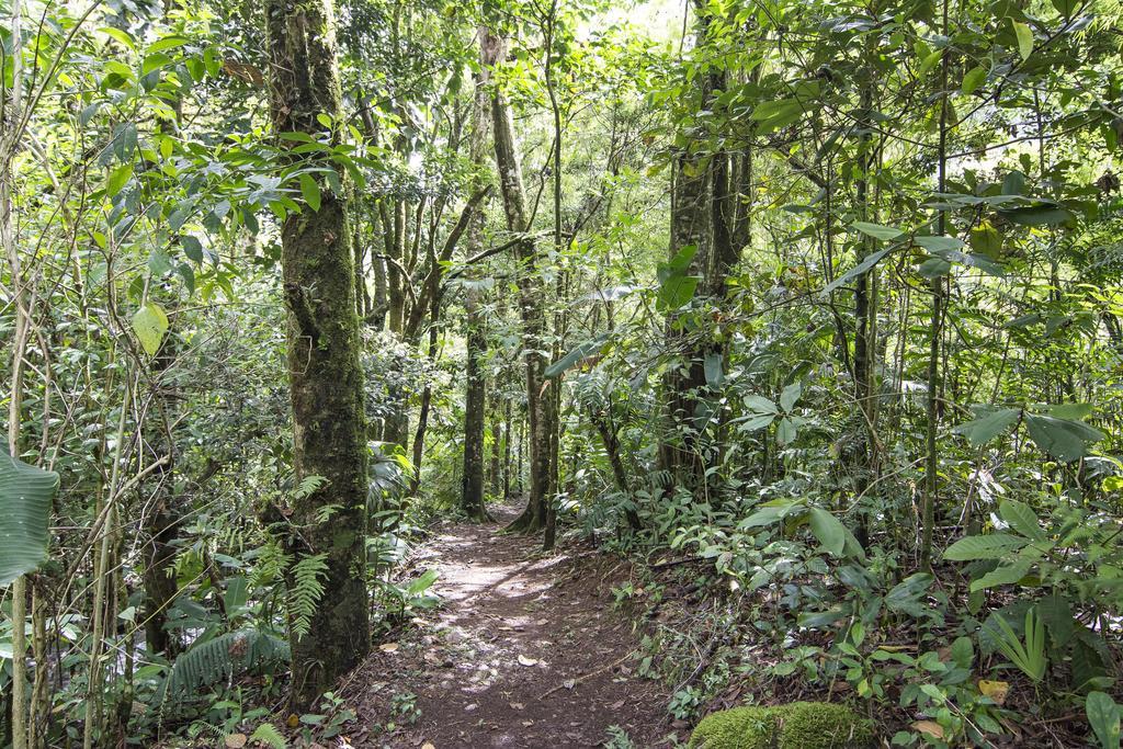 Bosque De Paz Reserva Biologica Торо-Амарильо Экстерьер фото