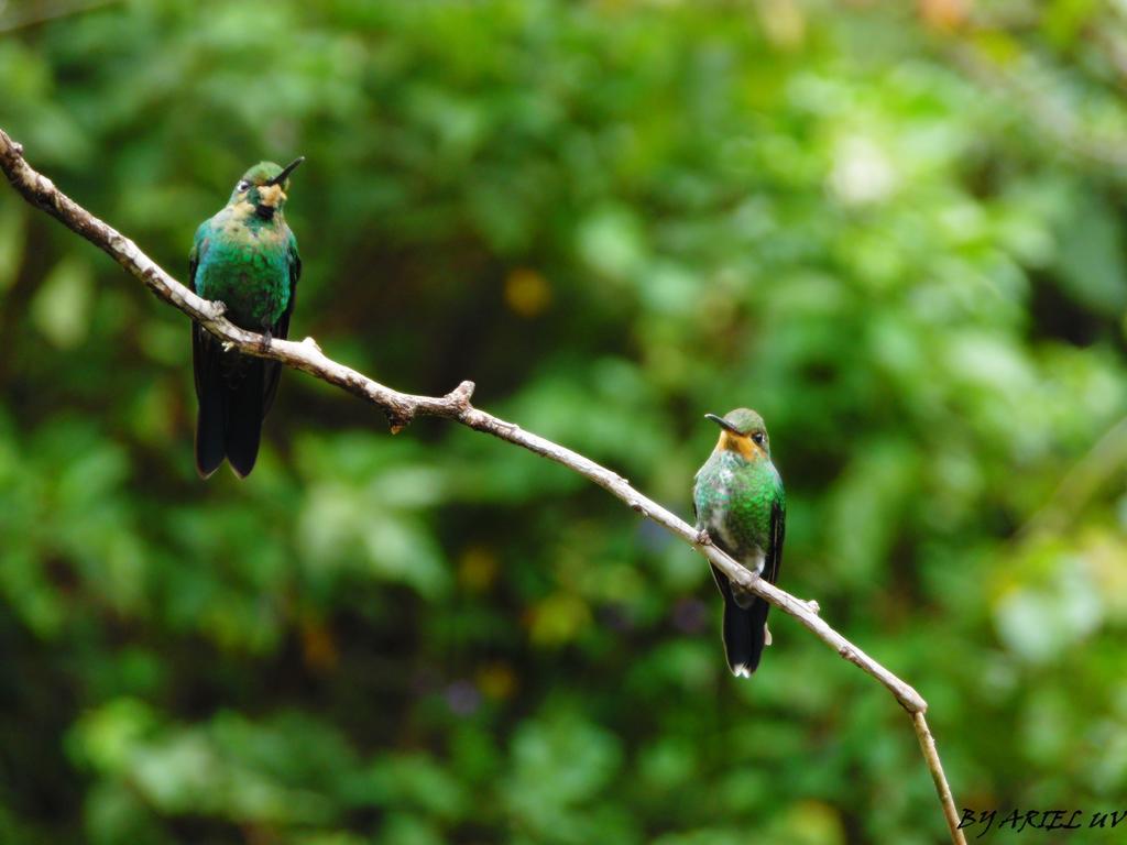 Bosque De Paz Reserva Biologica Торо-Амарильо Экстерьер фото