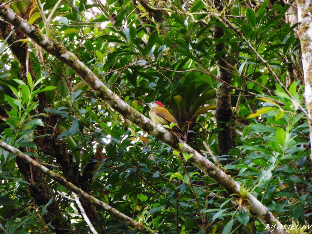 Bosque De Paz Reserva Biologica Торо-Амарильо Экстерьер фото
